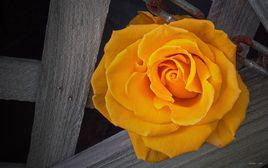 黃玫瑰[黃玫瑰簡介]