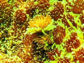 方柱翼手參 方柱翼手參