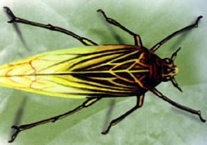 （圖）稻飛虱：