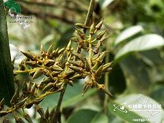 矩葉鼠刺 矩葉鼠刺