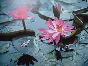 紅花睡蓮 紅花睡蓮