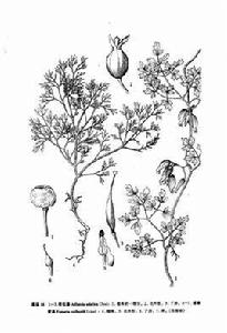 短梗煙堇 短梗煙堇