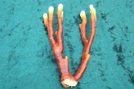 鹿角靈芝 鹿角靈芝