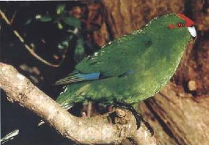 紅冠鸚鵡 紅冠鸚鵡