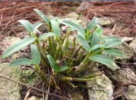 霍山米斛 霍山米斛