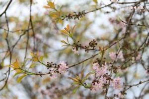 越南黃牛木 越南黃牛木