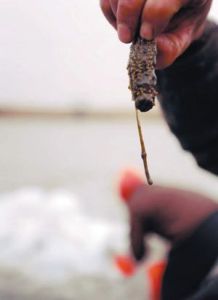 海參哲學 海參哲學