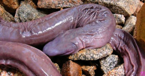 黎明盲蛇 黎明盲蛇