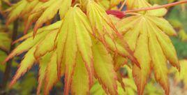 日本紅楓黃金楓