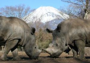 富士野生動物園 富士野生動物園