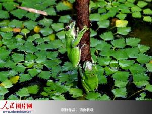 墨脫小樹蛙 墨脫小樹蛙