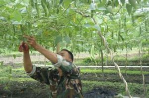 龍萊1號 龍萊1號