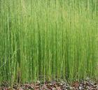 斑紋木賊 斑紋木賊