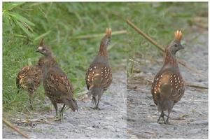 華麗翎鶉 華麗翎鶉