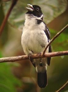 白枕籽雀 白枕籽雀