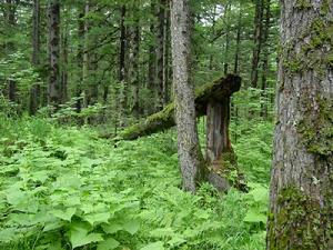長白山紅松闊葉混交林