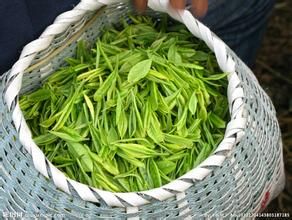 南嶽雲霧茶 南嶽雲霧茶
