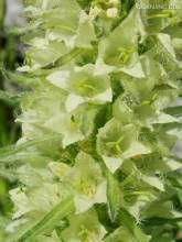 黃穗臭草 黃穗臭草