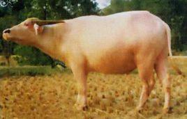 貴州白水牛 貴州白水牛