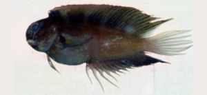 五線葉蝦虎魚 五線葉蝦虎魚