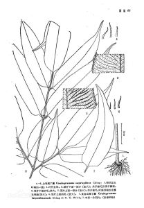 上毛鳳丫蕨 上毛鳳丫蕨