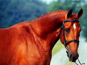 馬巴貝斯蟲病 馬巴貝斯蟲病