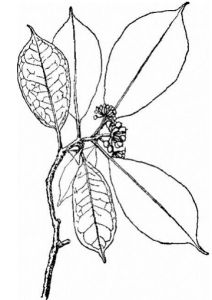 兩廣樹參 兩廣樹參