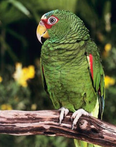 紅冠亞馬孫鸚哥 紅冠亞馬孫鸚哥