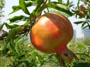 艷陽山莊 艷陽山莊