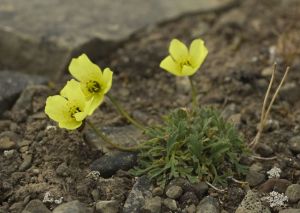 斯瓦爾巴德罌粟極地亞種1