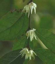 柳葉蠟梅 柳葉蠟梅