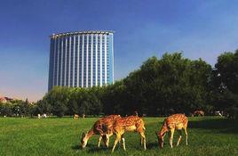 中國鹿城 中國鹿城