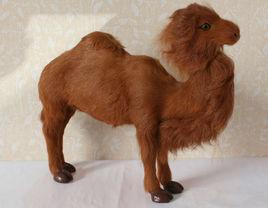 單峰駱駝 單峰駱駝