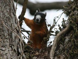 高地狐松鼠 高地狐松鼠