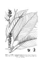 大葉青岡 大葉青岡