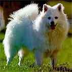 弗爾皮諾.義大利犬 弗爾皮諾.義大利犬