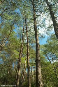 馬尾松一代7752 馬尾松一代7752