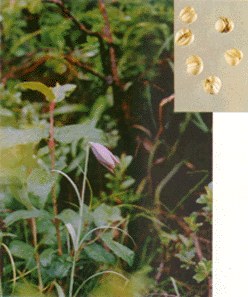 暗紫貝母 暗紫貝母