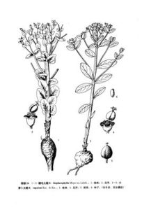 睫毛大戟 睫毛大戟