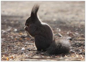 毛耳飛鼠 毛耳飛鼠