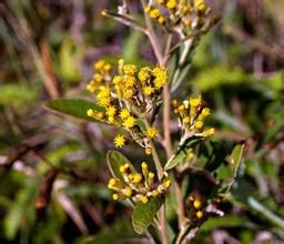 赤莖羊耳菊 赤莖羊耳菊
