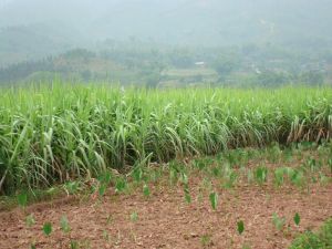 文亮山自然村 文亮山自然村