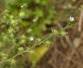 孿果鶴虱族 孿果鶴虱族