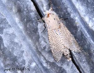 咖啡豹蠹蛾 咖啡豹蠹蛾