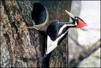象牙啄木鳥 象牙啄木鳥