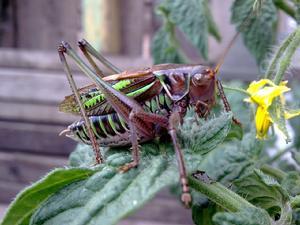 安徽黃蛉蟋 安徽黃蛉蟋
