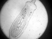 孢子植物減數分裂