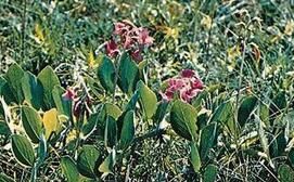 毛海濱山黧豆 毛海濱山黧豆