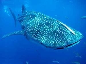 側孔總目 側孔總目