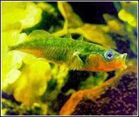 阿爾泰杜父魚 阿爾泰杜父魚